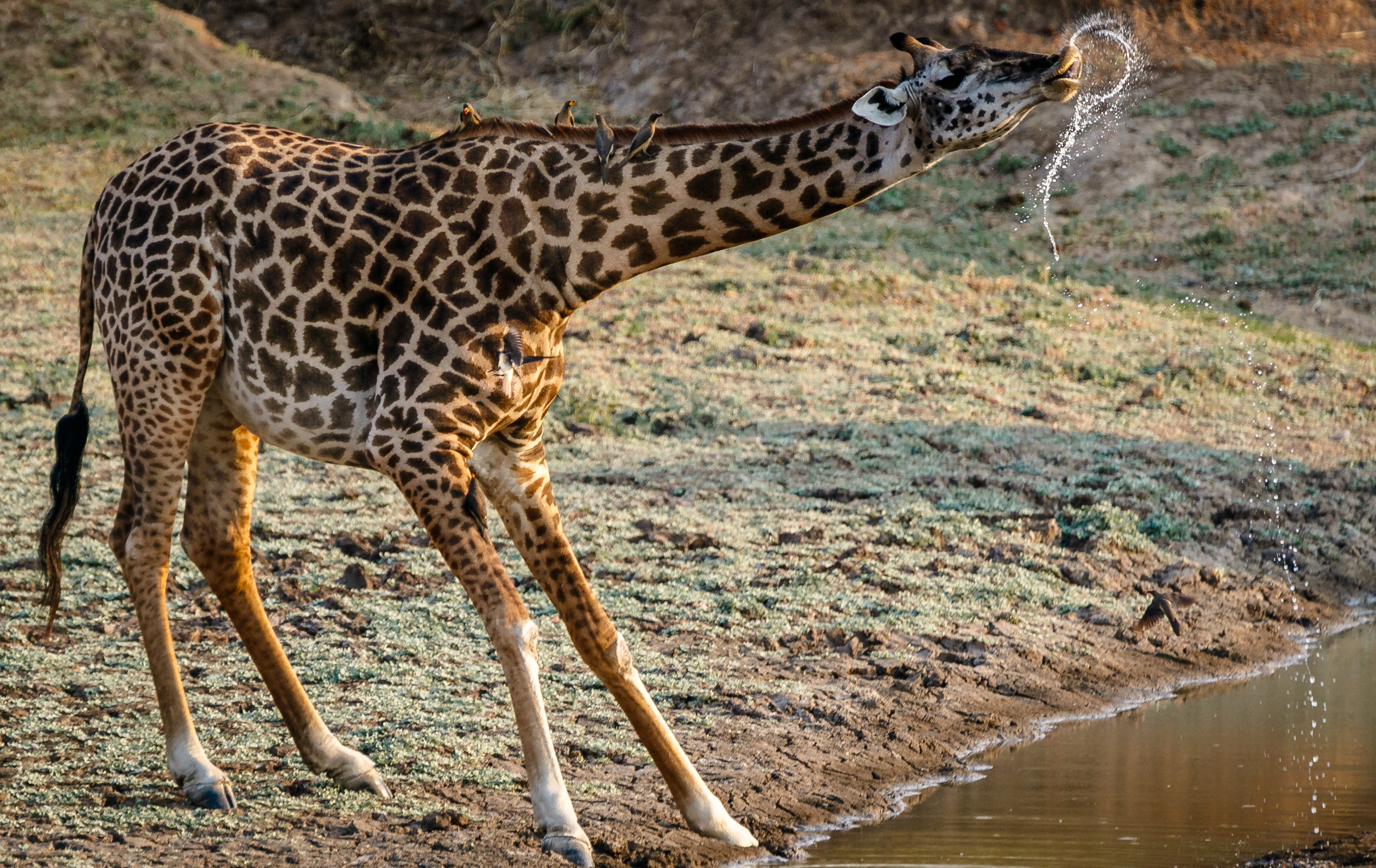 Giraffe Drinking Water