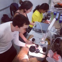 Science Olympiads and Coral Reproduction – Fulbright Community Service in Hawaii
